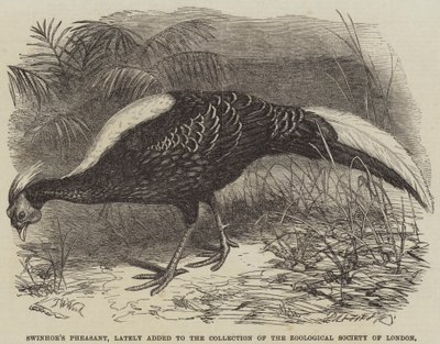 Faisan de Swinhoe, récemment ajouté à la collection de la Société zoologique de Londres - Thomas W. Wood